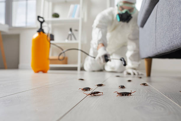 Commercial Rodent Management in Manchester